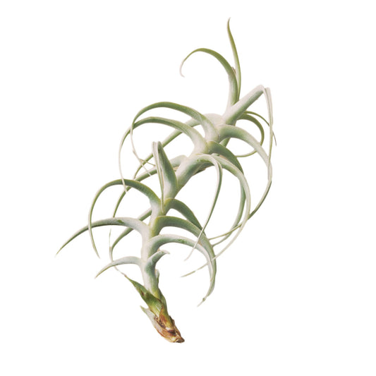 Tillandsia Air Plant Paleacea x Tectorum