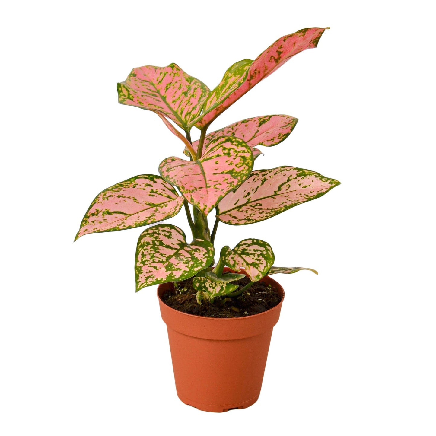 Chinese Evergreen 'Lady Valentine' - 4" Pot - NURSERY POT ONLY