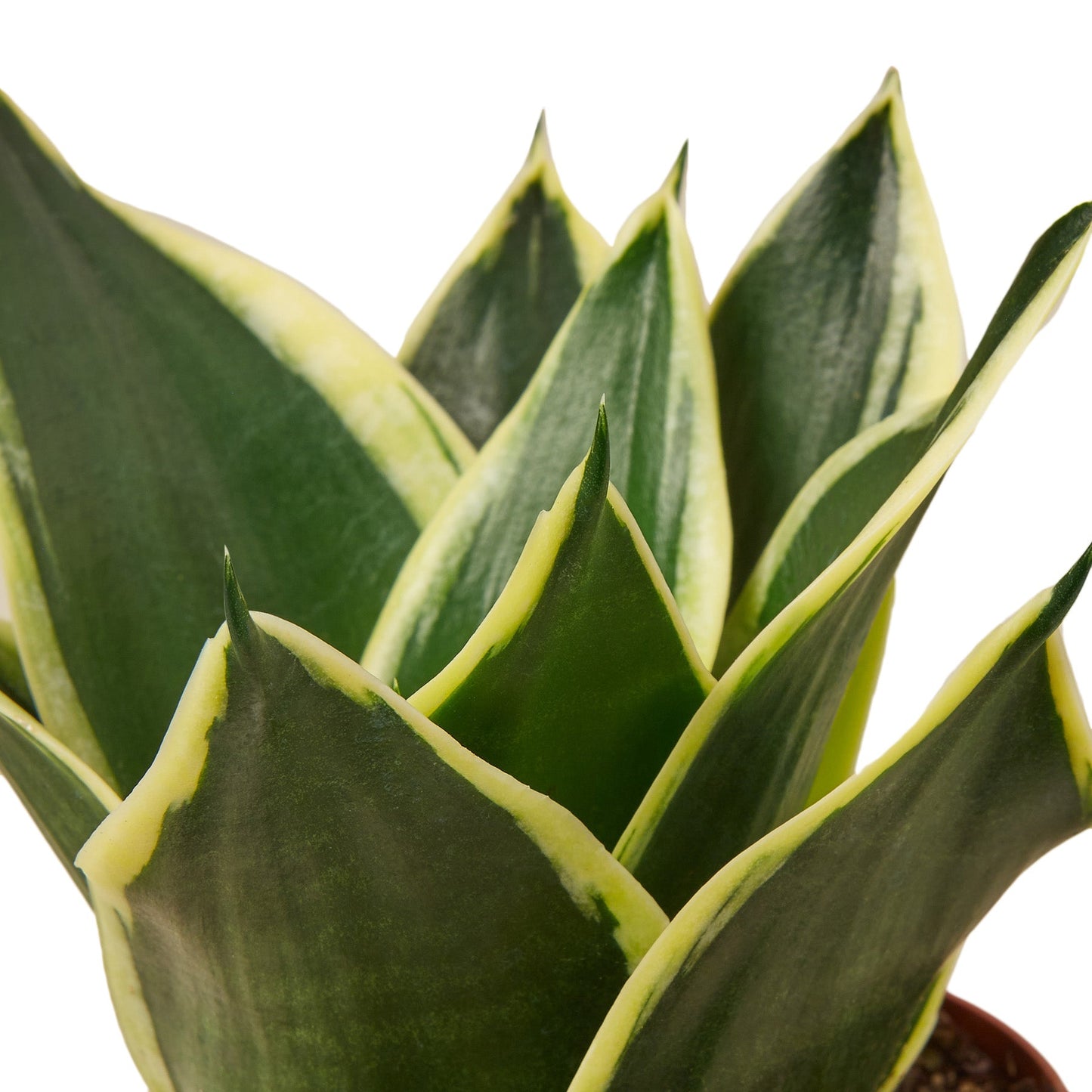 Snake Plant Variety Packs - 4" Pot