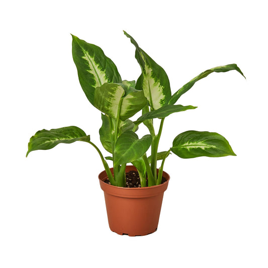 Dieffenbachia Camille - 4" Pot - NURSERY POT ONLY