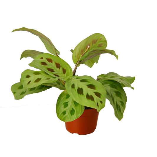 Maranta 'Leuconeura' - 4" Pot - NURSERY POT ONLY