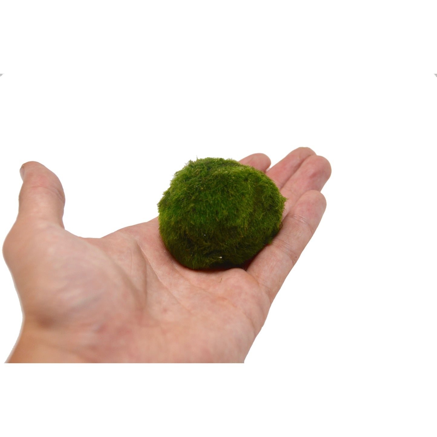 Marimo Ball