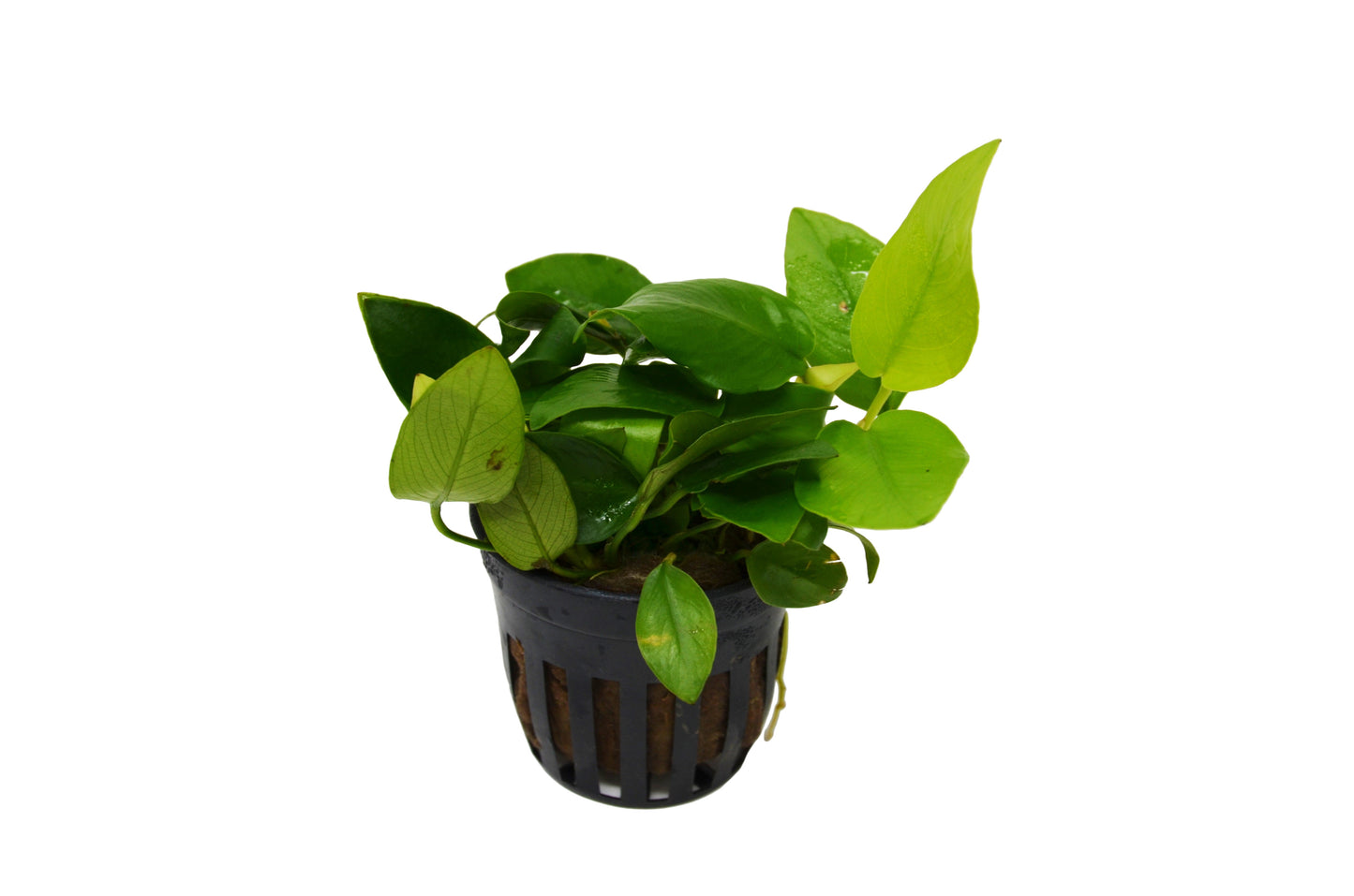 Aquatic 'Anubias Nana Golden' Plant - Pot