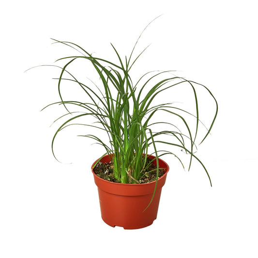 Palm Ponytail - 4" Pot - NURSERY POT ONLY