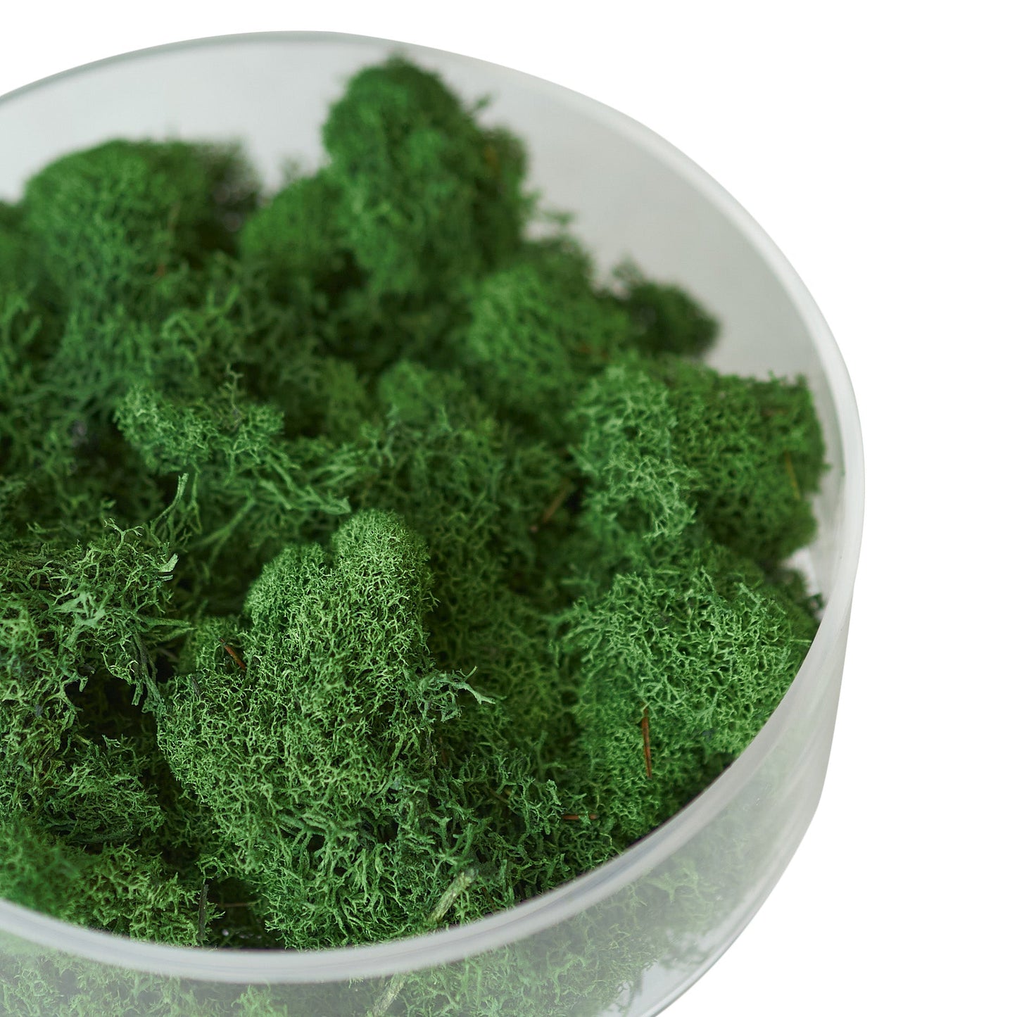 Preserved Reindeer Moss - Dark Green - 6 oz