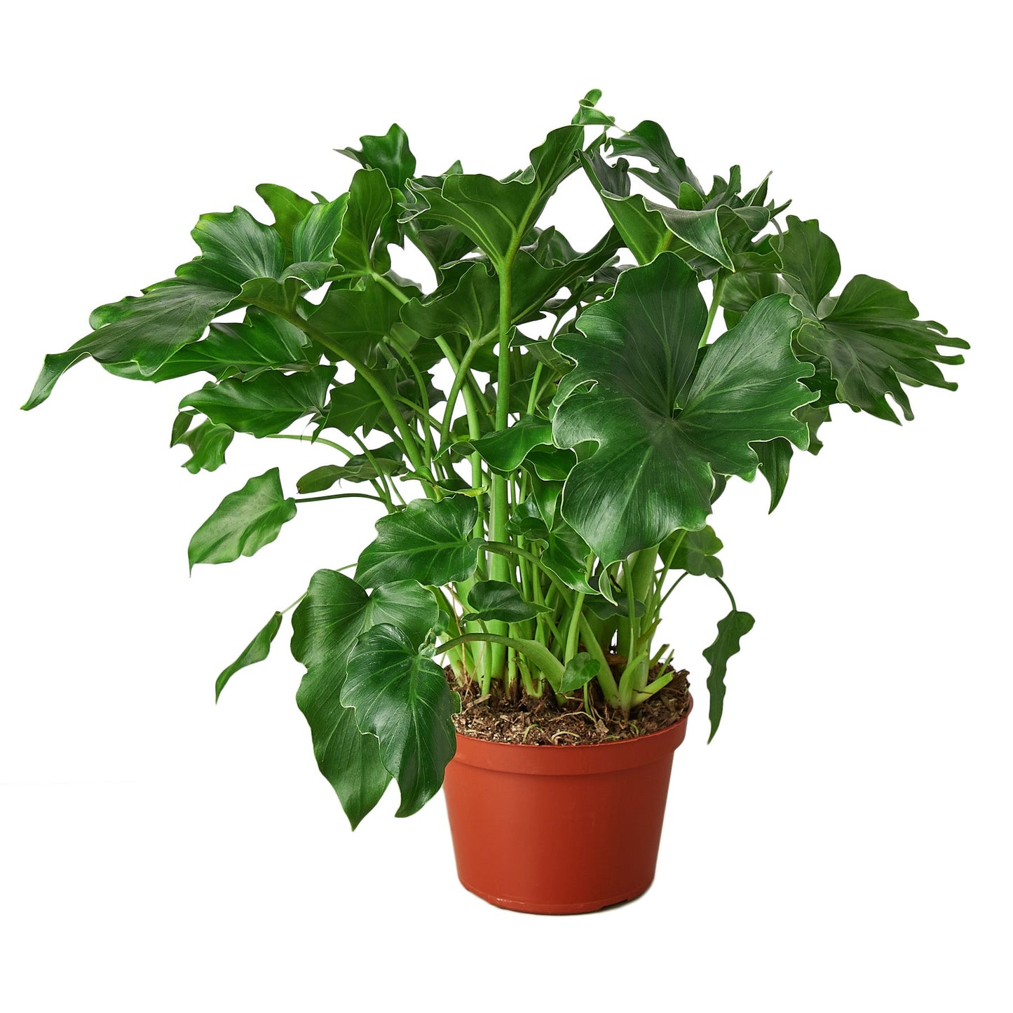 Philodendron ‚ÄòLittle Hope'