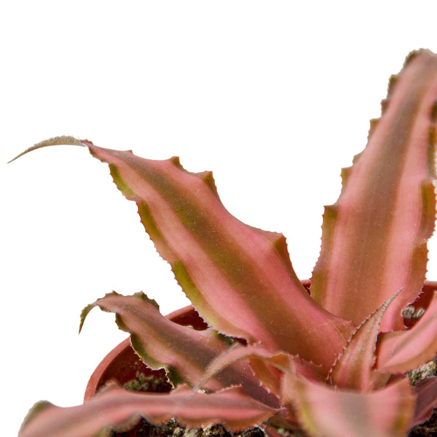 Cryptanthus 'Pink Star' - 4" Pot