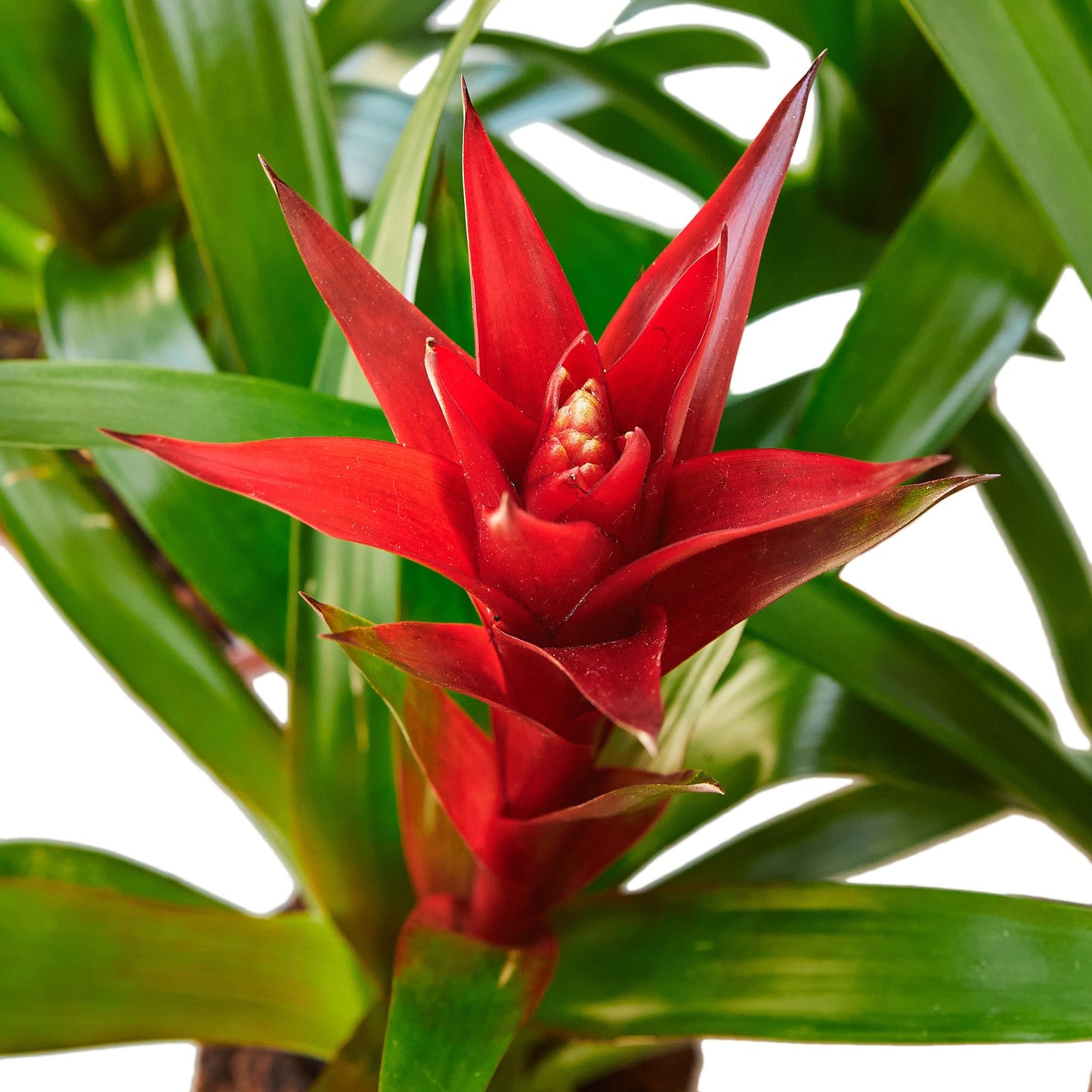 3 Guzmania Bromeliads - Live Plants - 1FT Tall - FREE Care Guide - 4" Pots