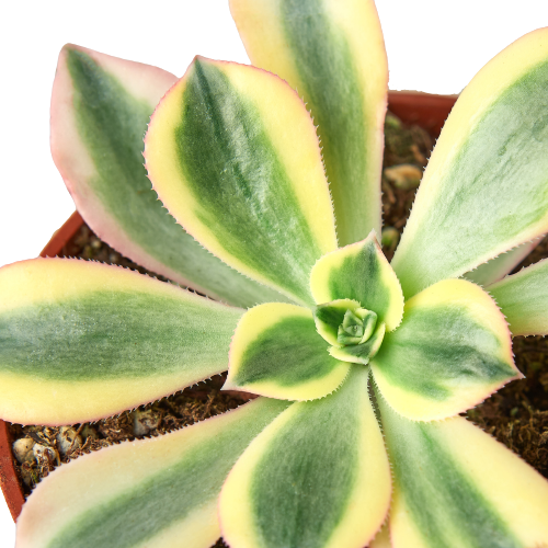 Aeonium 'Sunburst'