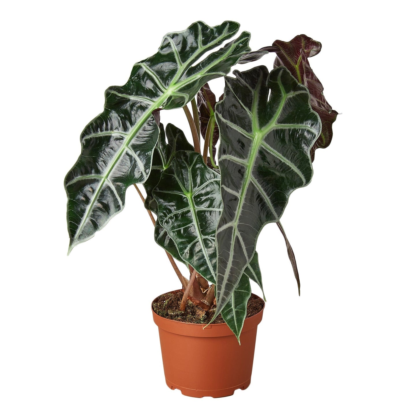 Alocasia Polly 'African Mask' - 6" Pot - NURSERY POT ONLY