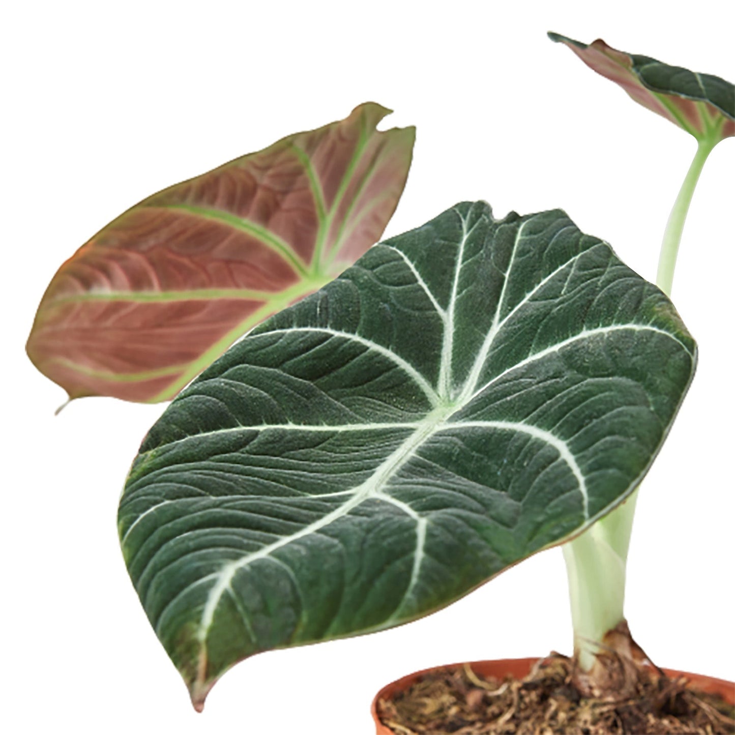 Alocasia Reginula 'Black Velvet' - 6" Pot - NURSERY POT ONLY