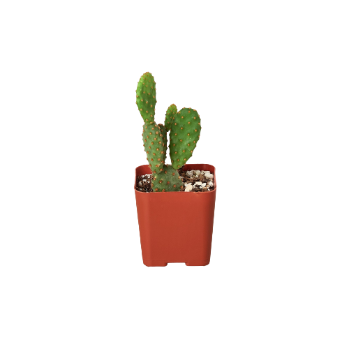 Cactus Variety - 2" Pot