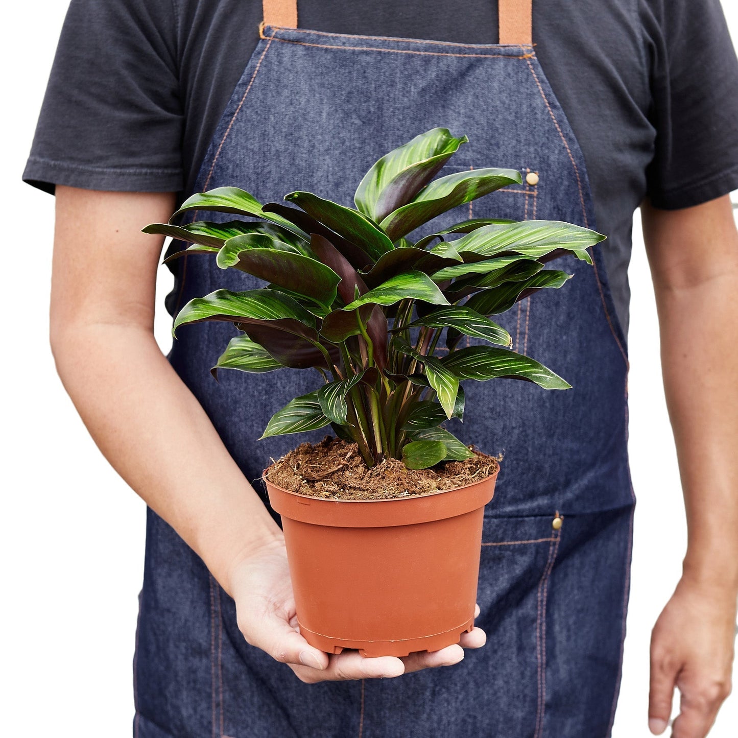 Calathea 'Beauty Star' - 6" Pot - NURSERY POT ONLY