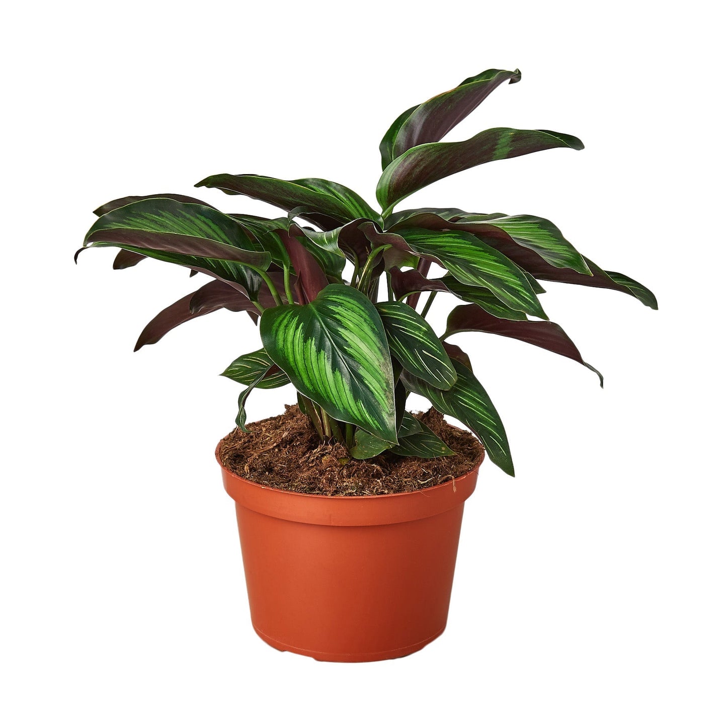 Calathea 'Beauty Star' - 6" Pot - NURSERY POT ONLY