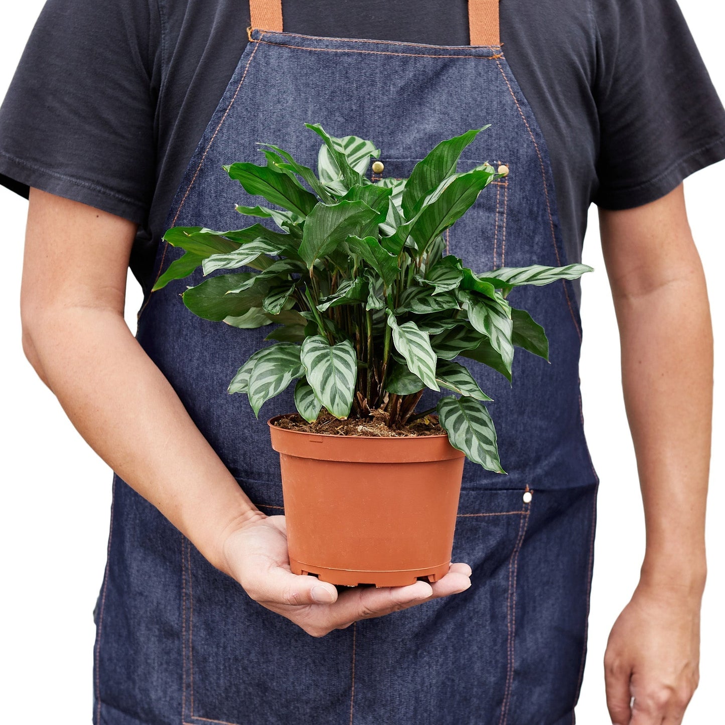 Calathea Concinna 'Freddie' - 6" Pot - NURSERY POT ONLY