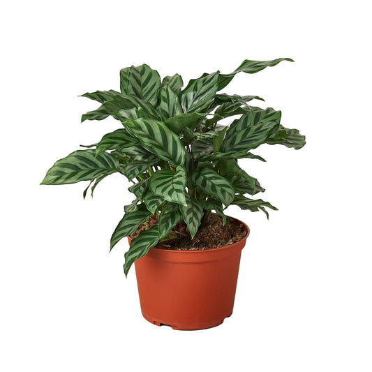 Calathea Concinna 'Freddie' - 6" Pot - NURSERY POT ONLY