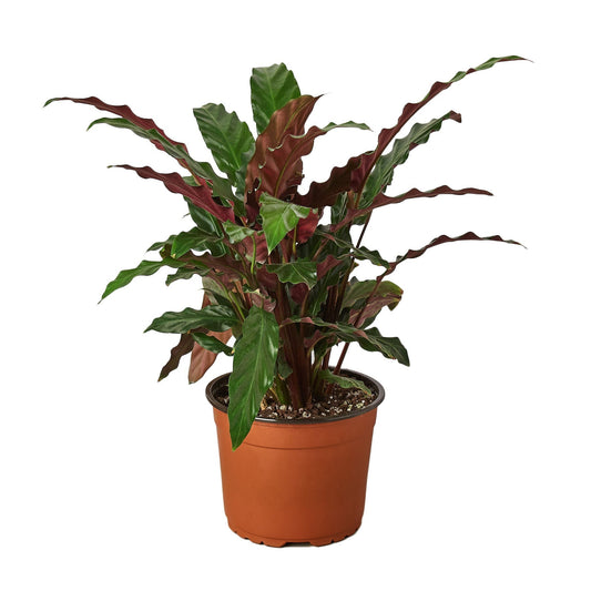 Calathea Rufibarba 'Furry Feather' - 6" Pot - NURSERY POT ONLY