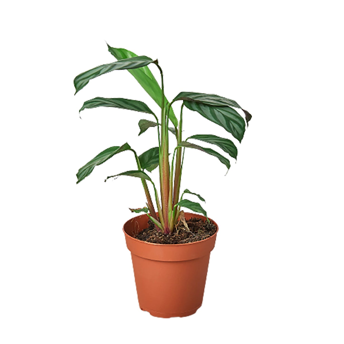 Calathea 'Grey Star' - 4" Pot - NURSERY POT ONLY