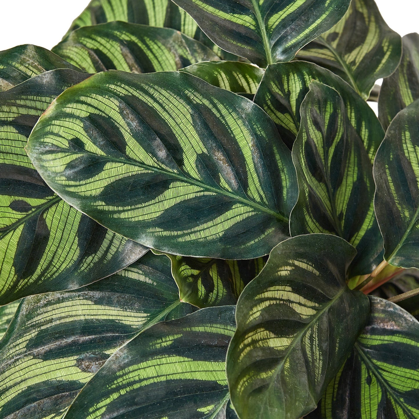 Calathea 'Makoyana' - 6" Pot - NURSERY POT ONLY