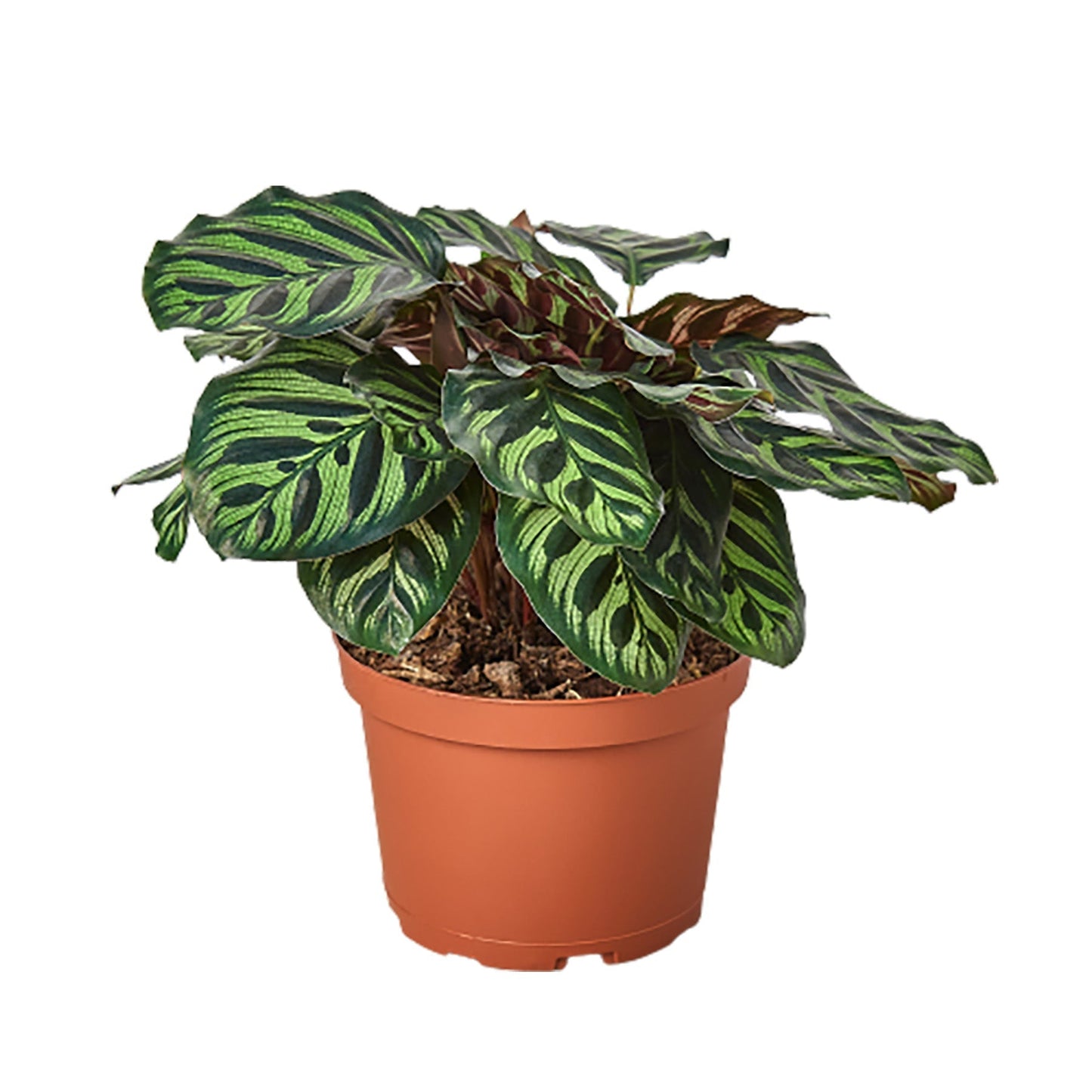 Calathea 'Makoyana' - 4" Pot - NURSERY POT ONLY