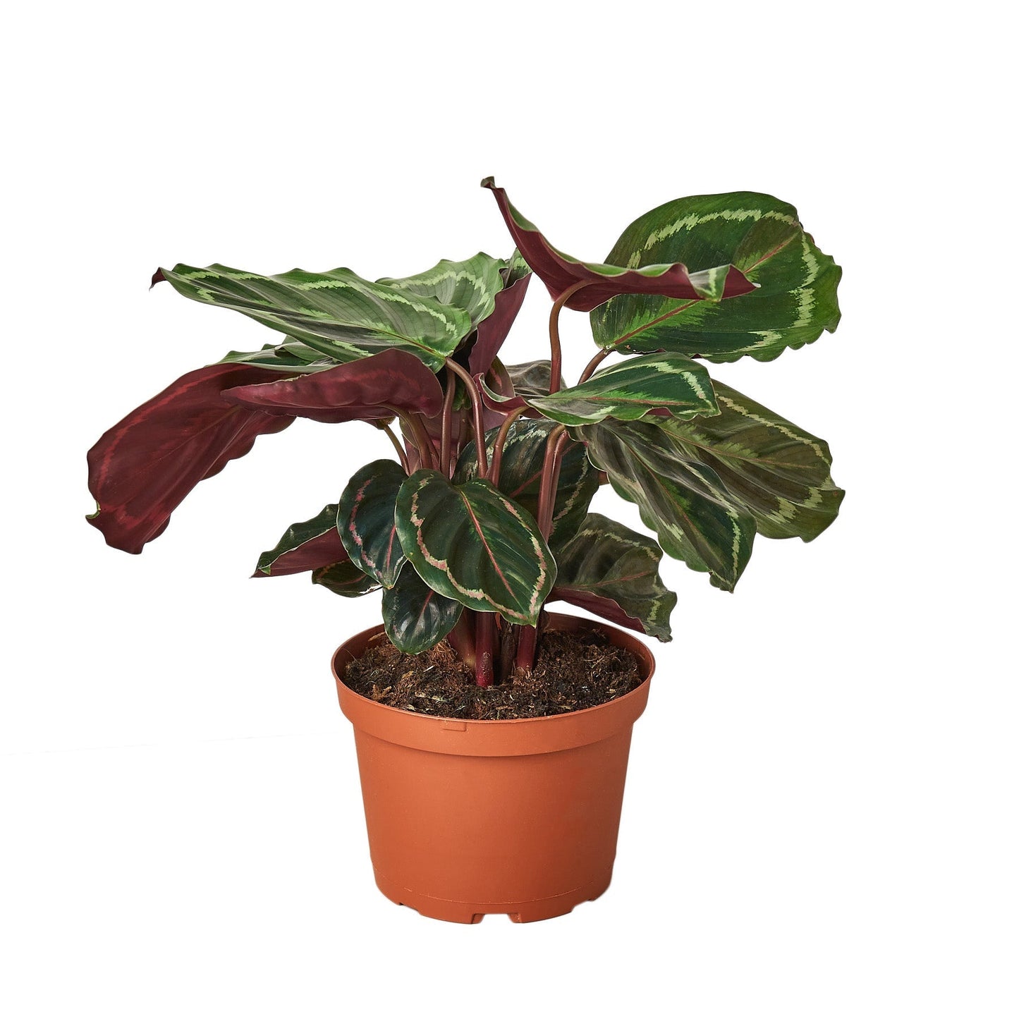 Calathea Roseopicta 'Medallion' - 6" Pot - NURSERY POT ONLY