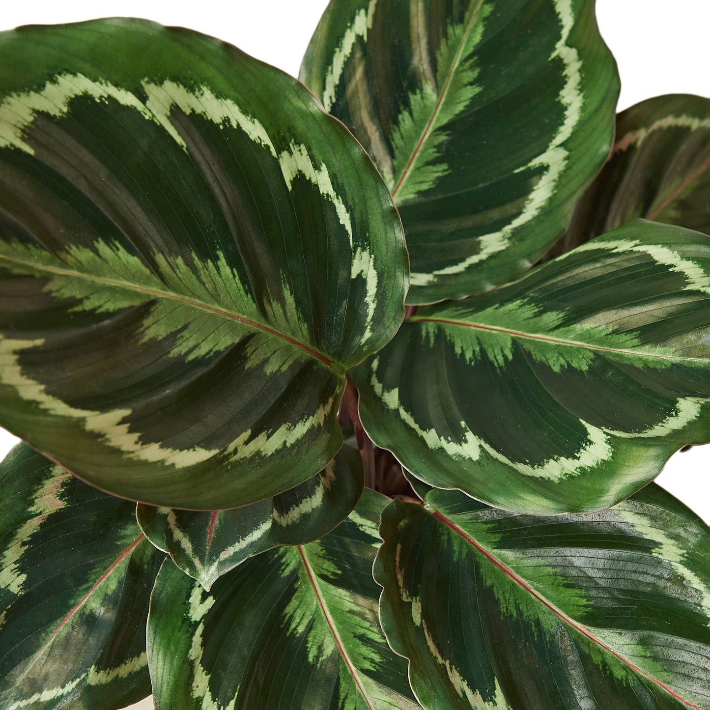 Calathea Roseopicta 'Medallion' - 6" Pot - NURSERY POT ONLY