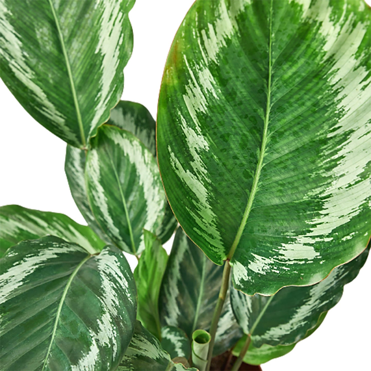 Calathea Roseopicta 'Medallion' III - 6" Pot