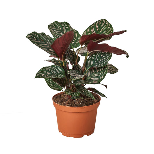 Calathea 'Ornata' - 6" Pot - NURSERY POT ONLY