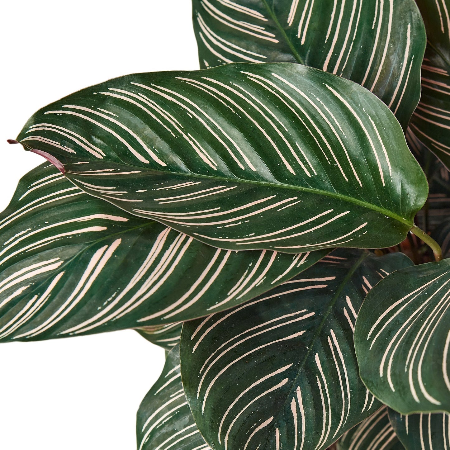 Calathea 'Ornata' - 6" Pot - NURSERY POT ONLY