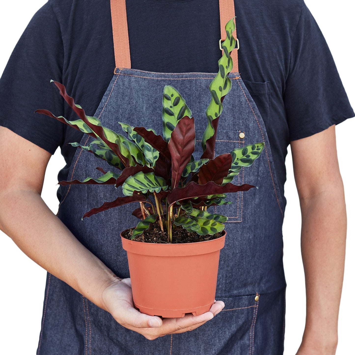 Calathea Lancifolia 'Rattlesnake' - 6" Pot - NURSERY POT ONLY