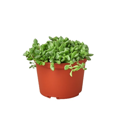 Succulent Cliff Cotyledon - 6" Pot