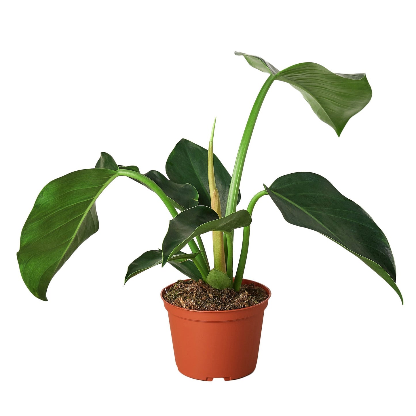 Philodendron 'Congo Green' - 4" Pot - NURSERY POT ONLY