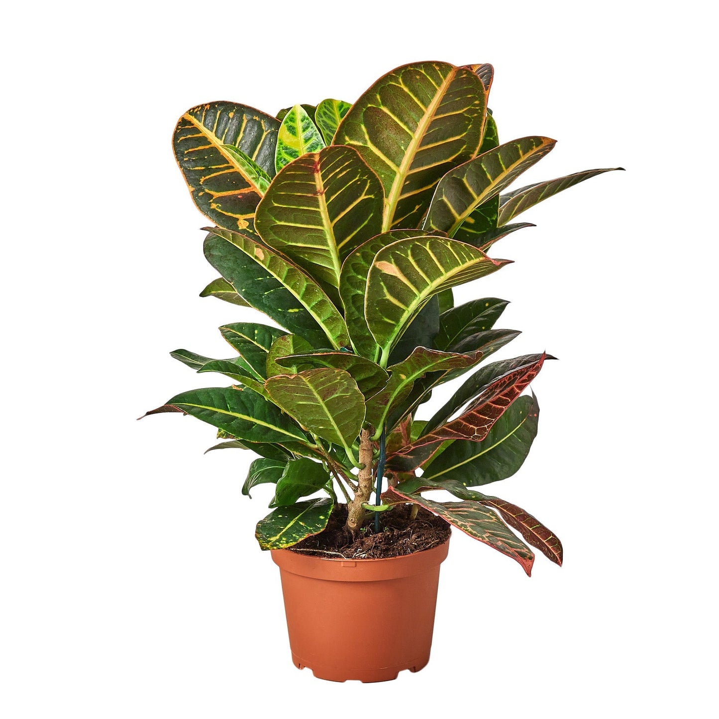 Croton Petra 'Joseph's Coat' - 6" Pot - NURSERY POT ONLY