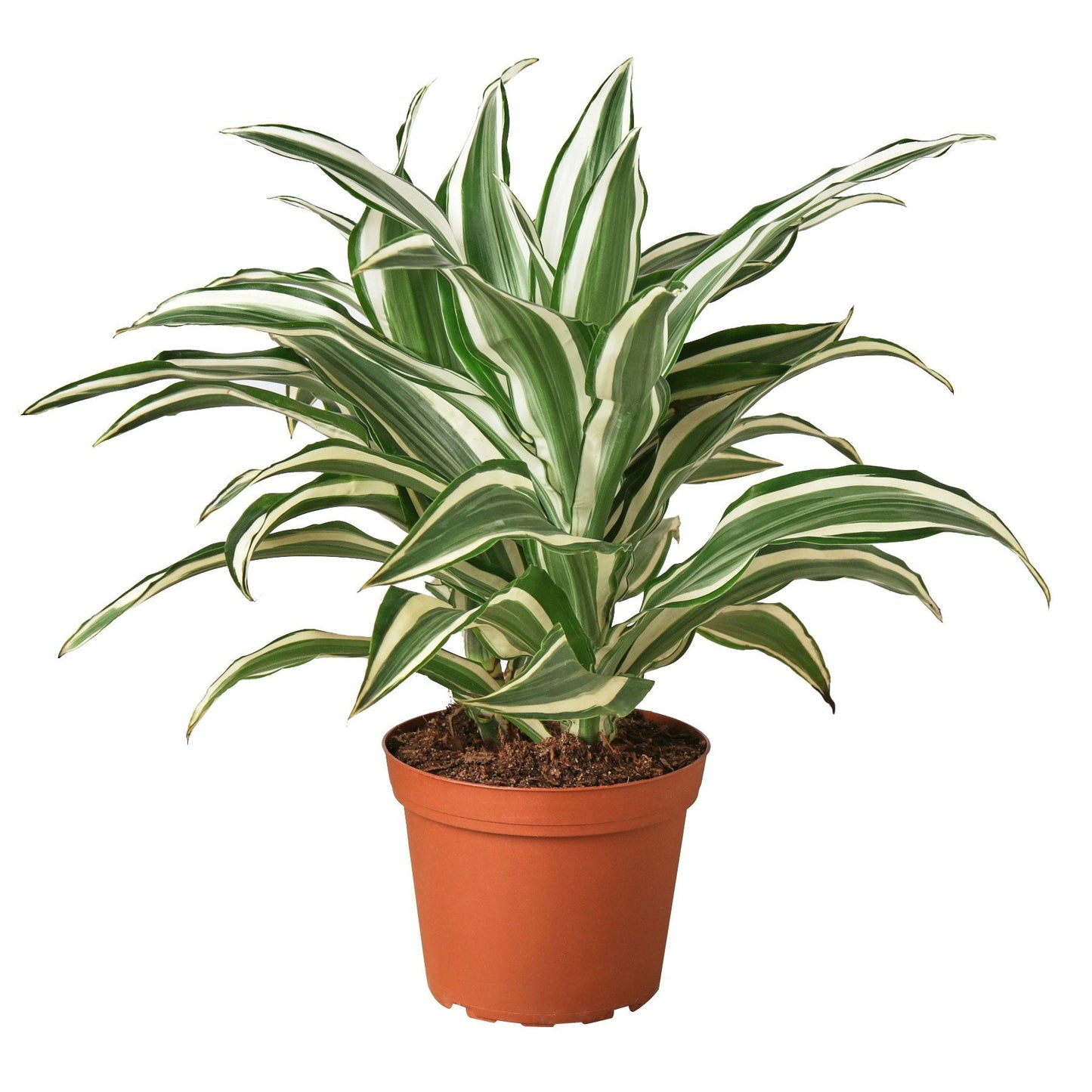 Dracaena 'Warneckii White Jewel' - 4" Pot - NURSERY POT ONLY