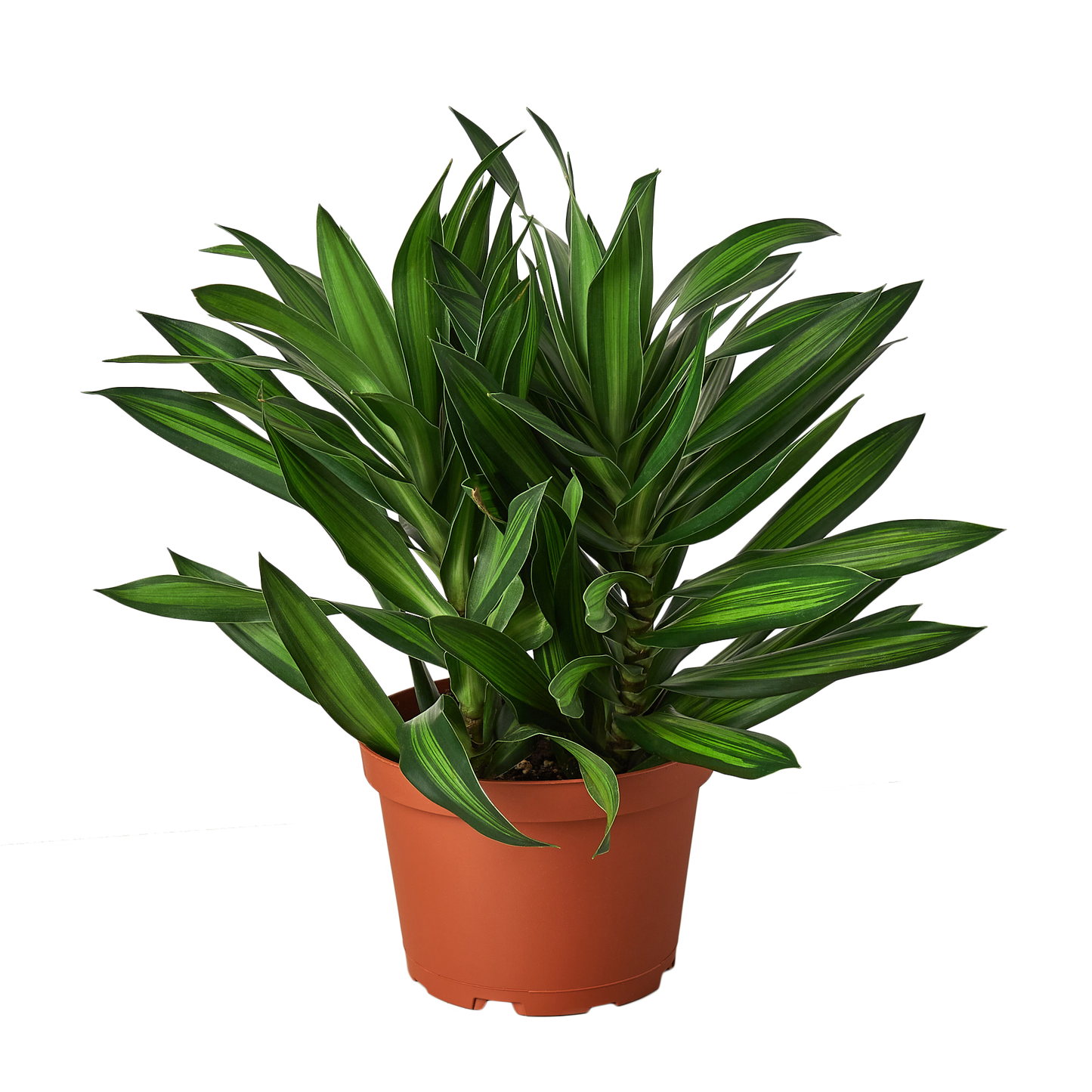 Dracaena 'Song of Jamaica' - 6" Pot