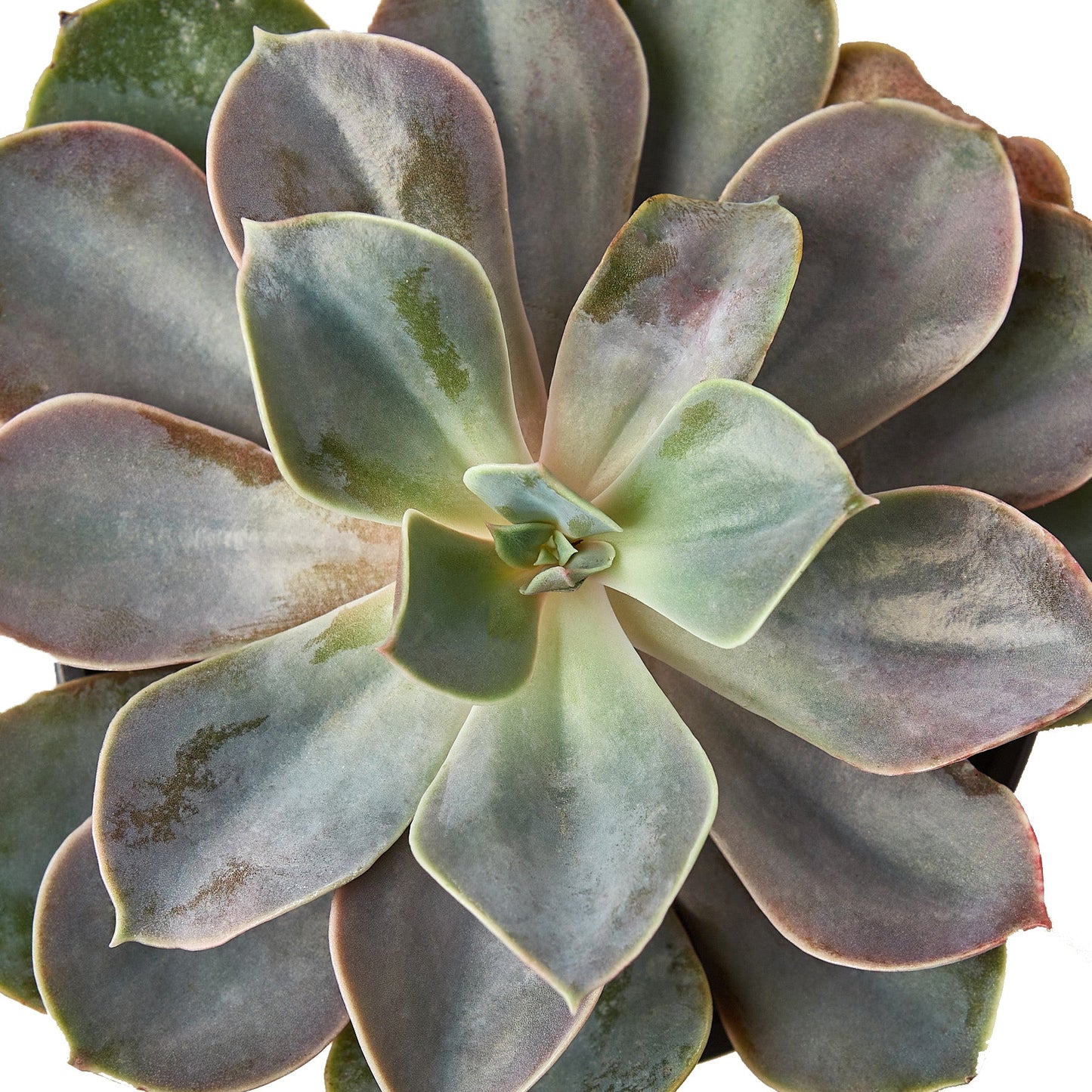 Echeveria 'Perle Von Nurnberg'