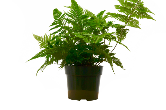 'Autumn' Fern - 6" Pot - NURSERY POT ONLY