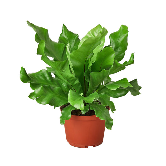 Bird's Nest 'Nidus' Fern - 6" Pot - NURSERY POT ONLY