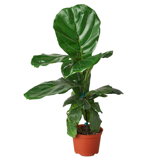 Ficus Lyrata 'Fiddle Leaf Fig' - 6" Pot - NURSERY POT ONLY