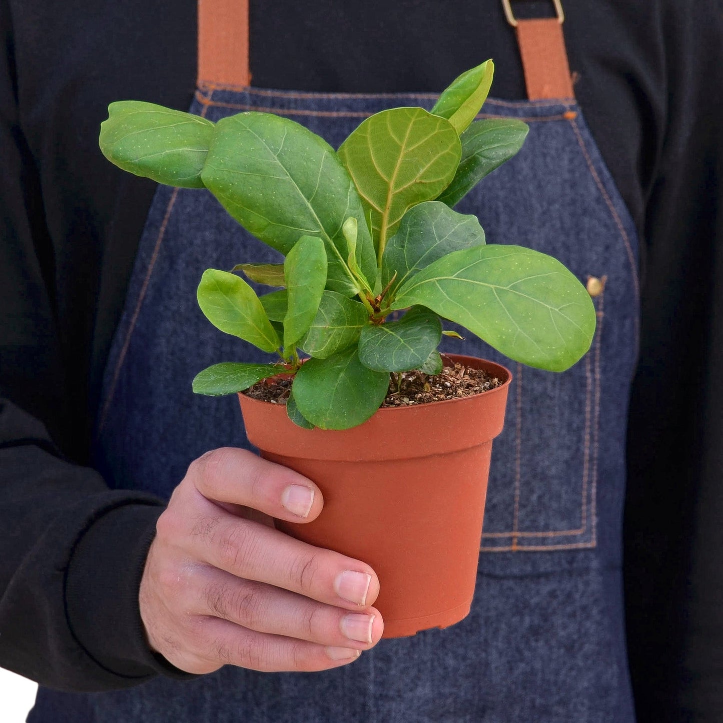 Ficus Lyrata 'Fiddle Leaf Fig' - 4" Pot - NURSERY POT ONLY