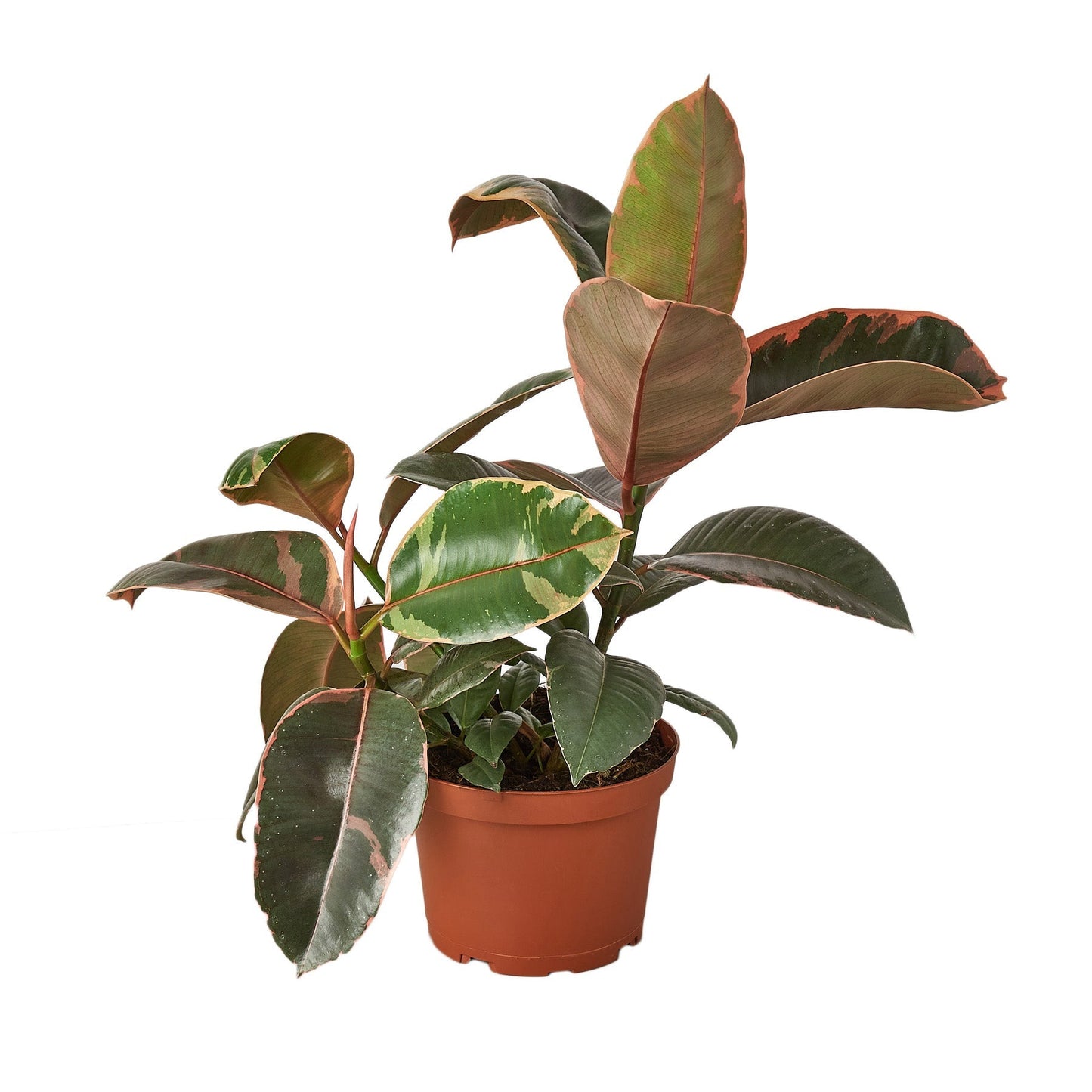 Ficus Elastica 'Ruby Pink' - 4" Pot - NURSERY POT ONLY