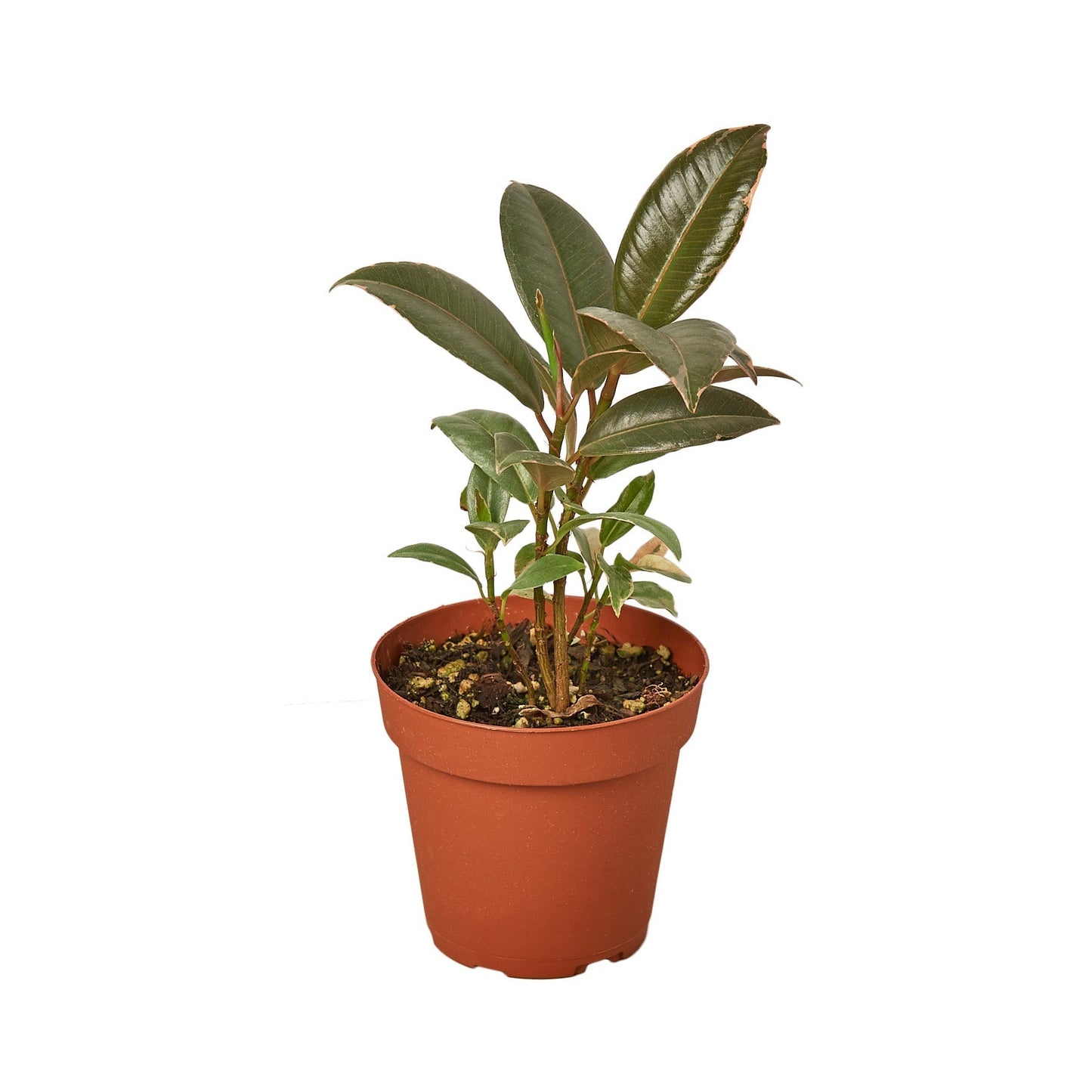 Ficus Elastica 'Tineke' - 6" Pot - NURSERY POT ONLY