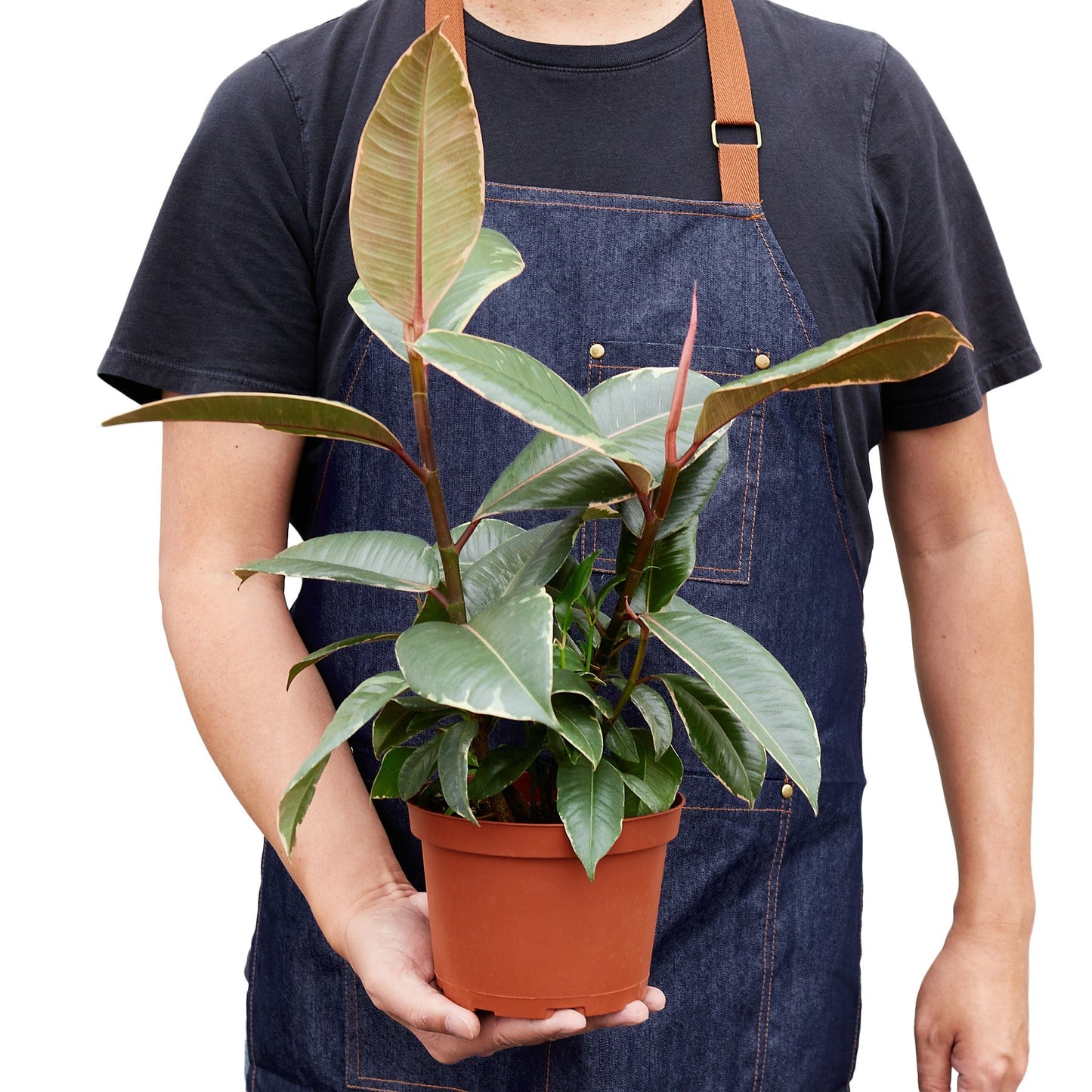 Ficus Elastica 'Tineke' - 4" Pot - NURSERY POT ONLY