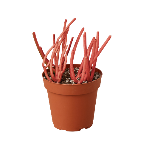 Succulent Euphorbia Tirucalli 'Fire Sticks'