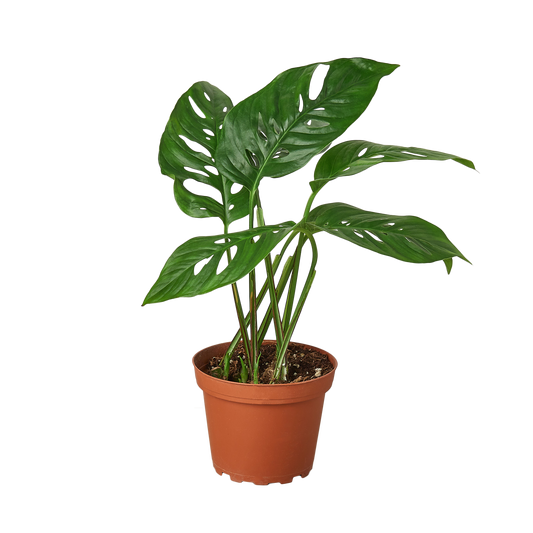 Monstera Adansonii 'Swiss Cheese' - 4" Pot - NURSERY POT ONLY