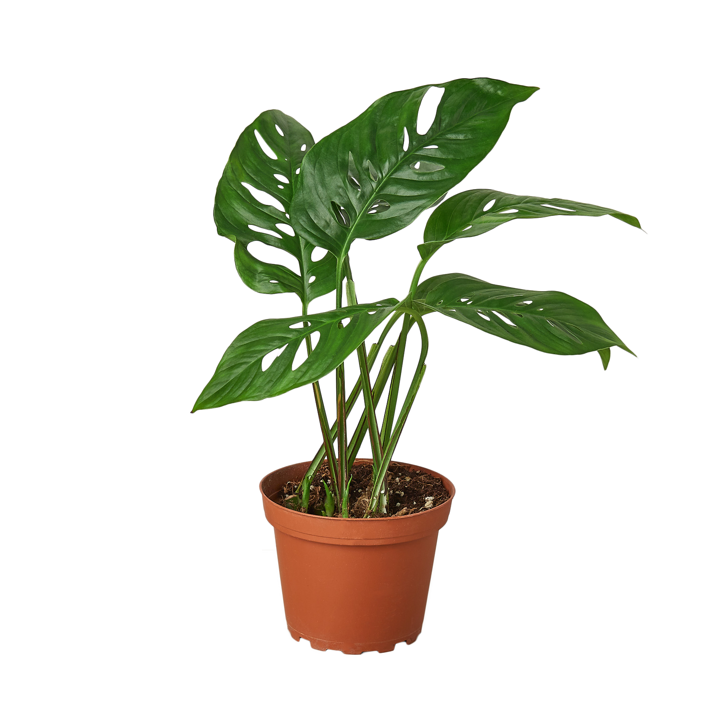 Monstera Adansonii 'Swiss Cheese' - 6" Pot - NURSERY POT ONLY