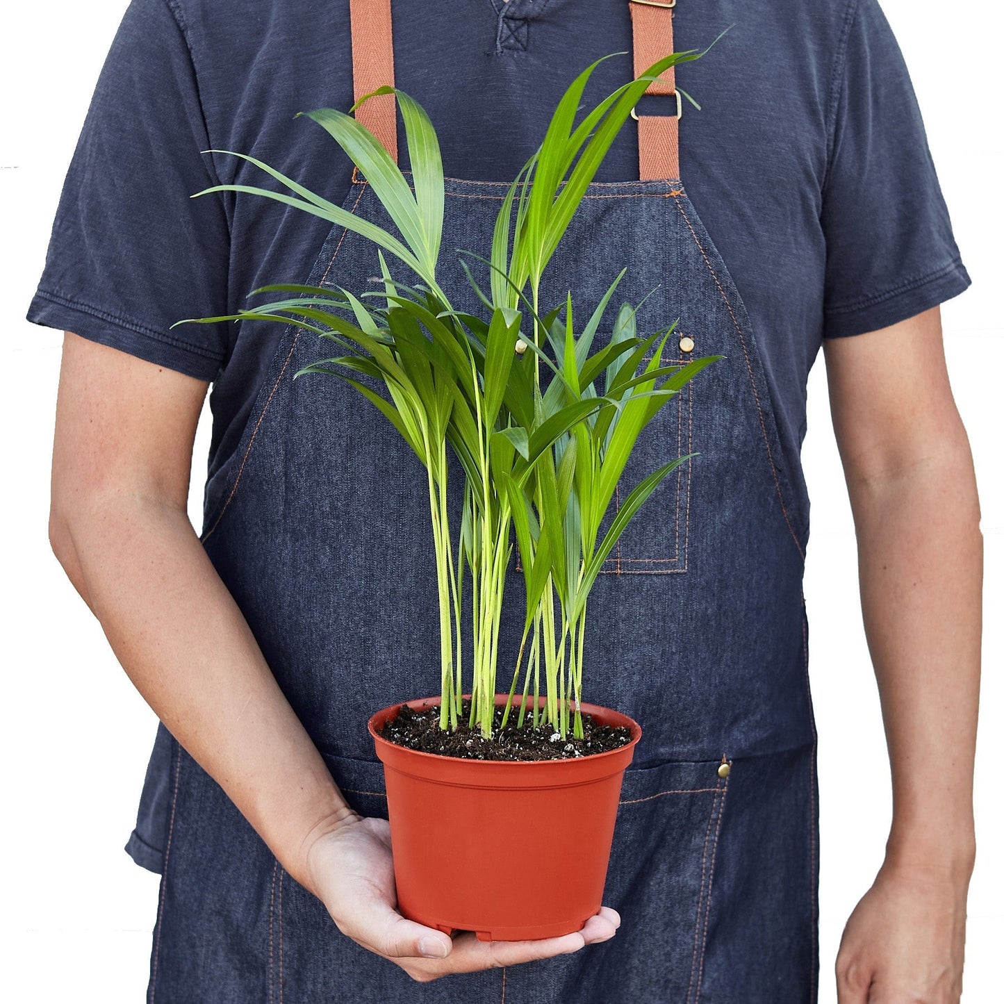 Areca Palm - 6" Pot - NURSERY POT ONLY