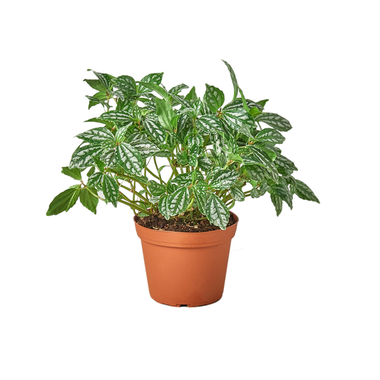 Pilea 'Aluminum' - 6" Pot - NURSERY POT ONLY