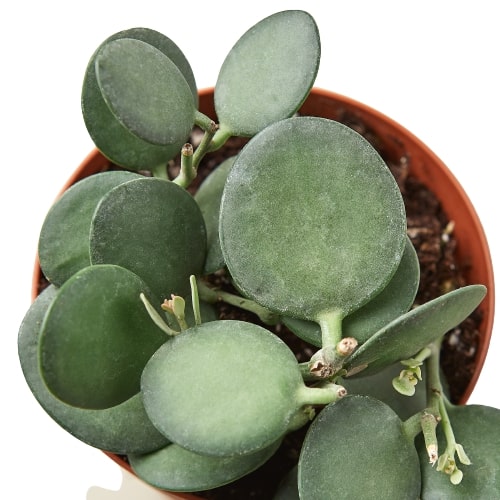 Succulent Xerosicyos 'Silver Dollar' - 4" Pot