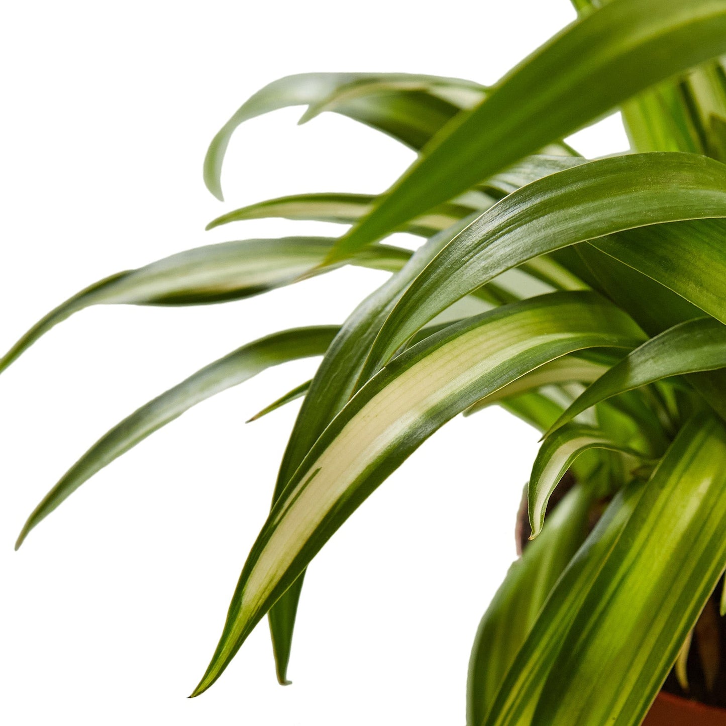 Spider Plant Hawaiian - 4" Pot - NURSERY POT ONLY